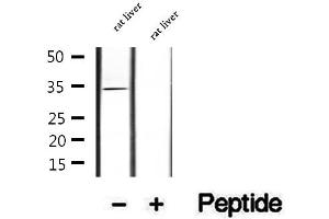 Western blot analysis of extracts of rat liver tissue, using COLEC11 antibody. (COLEC11 antibody  (C-Term))