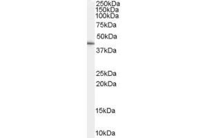 ABIN334407 (0. (GATA5 antibody  (Internal Region))