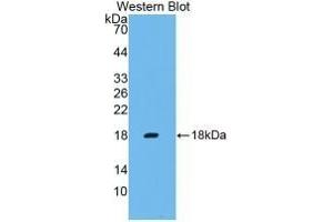 Detection of Recombinant IFNg, Cavia using Monoclonal Antibody to Interferon Gamma (IFNg) (Interferon gamma antibody  (AA 24-166))