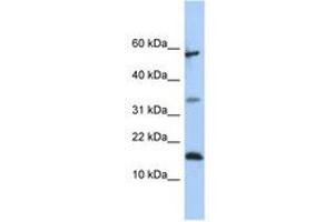 Image no. 1 for anti-Lipocalin 6 (LCN6) (C-Term) antibody (ABIN6741097) (LCN6 antibody  (C-Term))