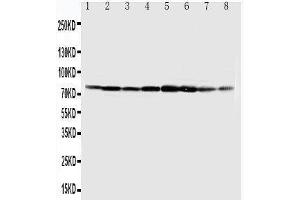 Western Blotting (WB) image for anti-Minichromosome Maintenance Complex Component 7 (MCM7) (AA 699-719), (C-Term) antibody (ABIN3044178) (MCM7 antibody  (C-Term))