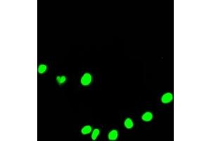 Immunofluorescence (IF) image for anti-DEAD (Asp-Glu-Ala-Asp) Box Polypeptide 5 (DDX5) antibody (ABIN7127450)