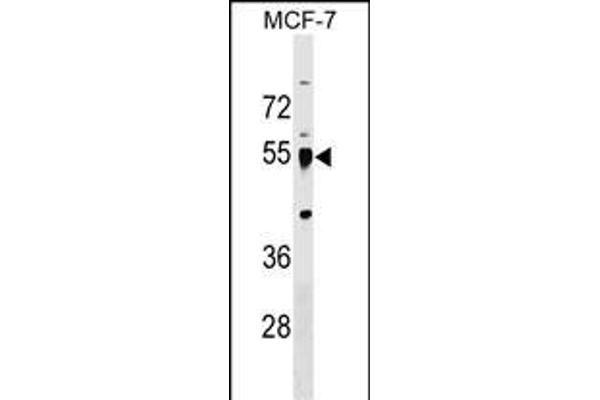 LRRC42 antibody  (AA 44-71)