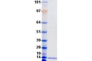 PATE4 Protein (DYKDDDDK-His Tag)