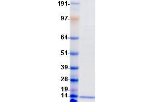 PATE4 Protein (DYKDDDDK-His Tag)