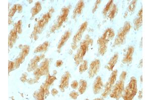 Formalin-fixed, paraffin-embedded Rat Stomach with Cytokeratin, HMW Monoclonal Antibody (KRTL/1077). (Keratin 77 antibody)