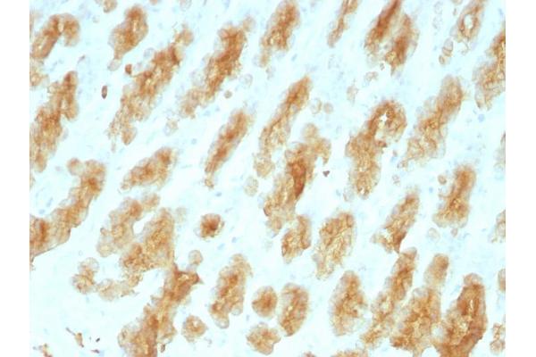 Keratin 77 antibody