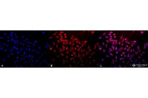 Immunocytochemistry/Immunofluorescence analysis using Rabbit Anti-SOD (EC) Polyclonal Antibody . (SOD3 antibody  (AA 227-236))