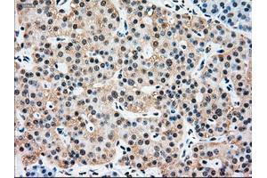 Immunohistochemical staining of paraffin-embedded pancreas tissue using anti-SSBmouse monoclonal antibody. (SSB antibody)
