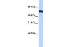 Western Blotting (WB) image for anti-Zinc Finger Protein 486 (ZNF486) antibody (ABIN2463450) (ZNF486 antibody)