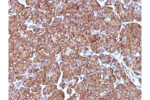 Formalin-fixed, paraffin-embedded human pancreas stained with ODC antibody (ODC1/486) (ODC1 antibody)
