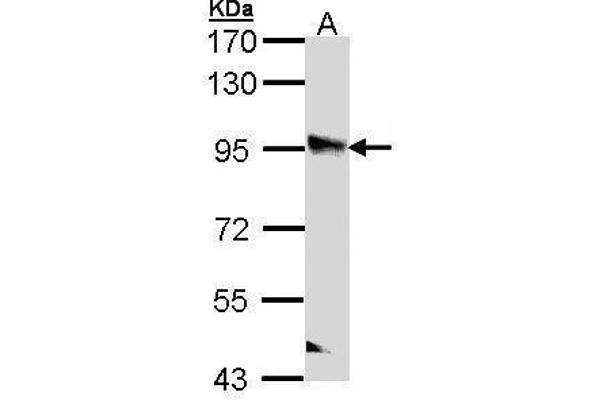 PPFIBP2 antibody  (Center)