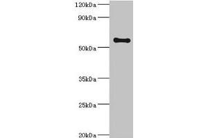 Western blot All lanes: SCP2 antibody at 6 μg/mL + A2780 whole cell lysate Secondary Goat polyclonal to rabbit IgG at 1/10000 dilution Predicted band size: 59, 16, 35, 51, 7, 55, 57 kDa Observed band size: 59 kDa (SCP2 antibody  (AA 1-322))