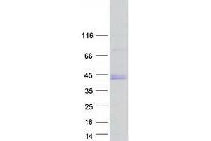 Validation with Western Blot