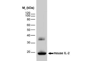 Western blot analysis of mouse IL-2 recombinant protein probed with RAT ANTI MOUSE INTERLEUKIN-2 (ABIN119367)