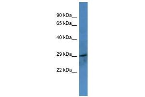 F7 antibody used at 0. (Factor VII antibody  (C-Term))