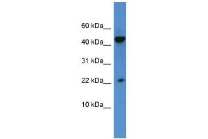 WB Suggested Anti-REG3A Antibody Titration: 0.