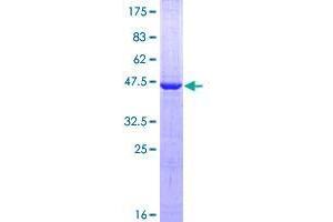VSTM2L Protein (AA 25-204) (GST tag)