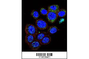 Confocal immunofluorescent analysis of GAL Antibody with 293 cell followed by Alexa Fluor 488-conjugated goat anti-rabbit lgG (green). (GAL antibody  (C-Term))