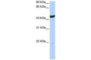 Western Blotting (WB) image for anti-Keratin 23 (KRT23) antibody (ABIN2459119)