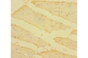 Immunohistochemistry of paraffin-embedded human skeletal muscle tissue using ABIN7172934 at dilution of 1:100 (TM4SF5 antibody  (AA 112-157))