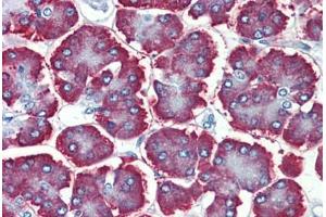 Human Pancreas: Formalin-Fixed, Paraffin-Embedded (FFPE) (GBAS antibody  (Internal Region))