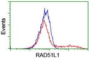 HEK293T cells transfected with either RC206457 overexpress plasmid (Red) or empty vector control plasmid (Blue) were immunostained by anti-RAD51L1 antibody (ABIN2455028), and then analyzed by flow cytometry. (RAD51 Homolog B antibody  (AA 119-346))