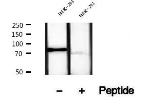 Western blot analysis of extracts of HEK-293 cells, using TLE3 antibody. (TLE3 antibody  (Internal Region))