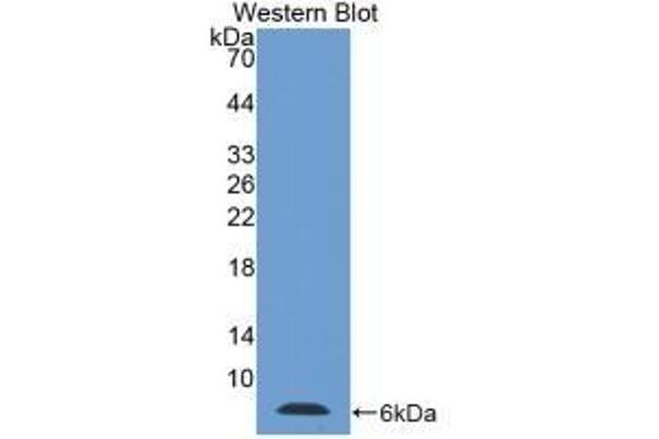 TMSB4X antibody  (AA 1-44)