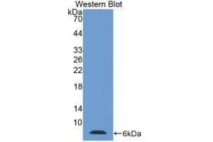 Detection of Recombinant Tb4, Mouse using Polyclonal Antibody to Thymosin Beta 4 (TMSB4X) (TMSB4X antibody  (AA 1-44))