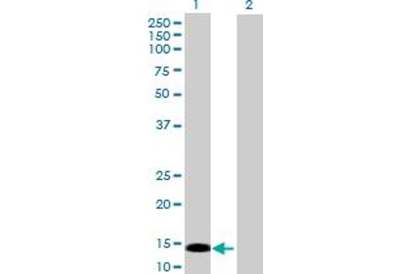 PRKRIR antibody  (AA 1-150)