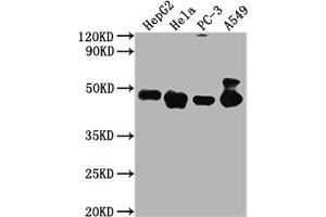 Western Blot Positive WB detected in: HepG2 whole cell lysate, Hela whole cell lysate, PC-3 whole cell lysate, A549 whole cell lysate All lanes PD-L2 antibody at 1:2000 Secondary Goat polyclonal to mouse IgG at 1/50000 dilution Predicted band size: 31,21 KDa Observed band size: 45-50 KDa Exposure time:5 min (PDCD1LG2 antibody  (AA 21-118))