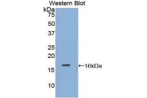 Detection of Recombinant GDNF, Rat using Polyclonal Antibody to Glial Cell Line Derived Neurotrophic Factor (GDNF) (GDNF antibody  (AA 78-211))