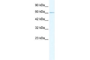 GABRD antibody (70R-10545) used at 0. (GABRD antibody  (N-Term))