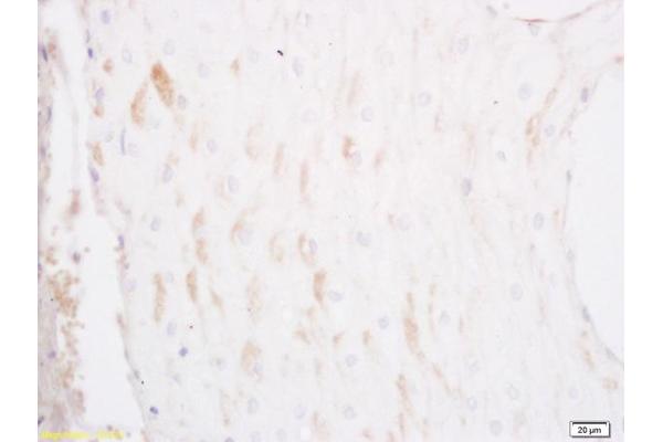 BIRC6 antibody  (AA 4701-4857)