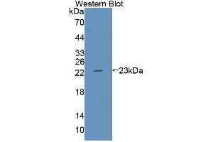 ABCA9 antibody  (AA 1423-1590)