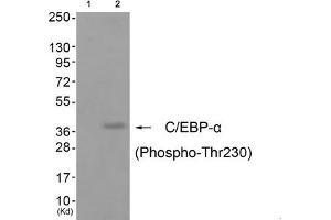 Western blot analysis of extracts from cos-7 cells (Lane 2), using C/EBP-α (Phospho-Thr230) Antibody. (CEBPA antibody  (pThr230))