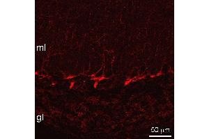 Indirect immunostaining of pepsin treated mouse cerebellum sections (dilution 1 : 500). (SLC6A1 antibody)