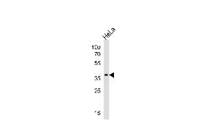 Western blot analysis of lysate from Hela cell line, using SRPX Antibody (Center) (ABIN1538103 and ABIN2848504). (SRPX antibody  (AA 218-246))