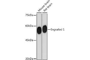 Western blot analysis of extracts of various cell lines, using Engrailed 1 Rabbit mAb (ABIN7266949) at 1:1000 dilution. (EN1 antibody)