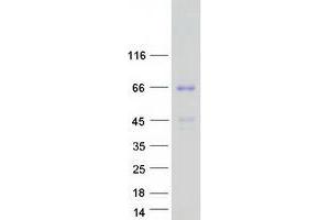 Validation with Western Blot (PTPRR Protein (Transcript Variant 1) (Myc-DYKDDDDK Tag))