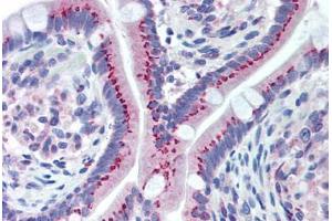 Human Small Intestine (formalin-fixed, paraffin-embedded) stained with GOLM1 antibody ABIN292241 at 1:100 followed by biotinylated goat anti-rabbit IgG secondary antibody ABIN481713, alkaline phosphatase-streptavidin and chromogen. (GOLM1 antibody  (AA 67-81))