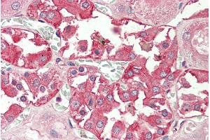 ABIN571241 (5µg/ml) staining of paraffin embedded Human Kidney. (RHCG antibody  (Internal Region))