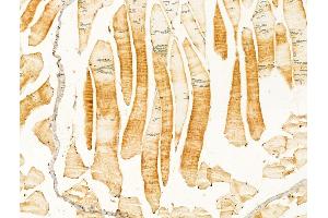 ABIN6264825 and ABIN6273015 at 1/100 staining Mouse muscle tissue by IHC-P.