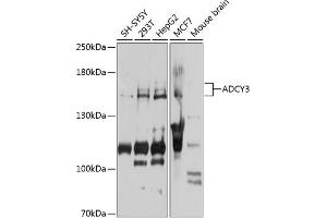 Western blot analysis of extracts of various cell lines, using  antibody (ABIN6129186, ABIN6136561, ABIN6136562 and ABIN6223849) at 1:1000 dilution. (ADCY3 antibody  (AA 1-80))