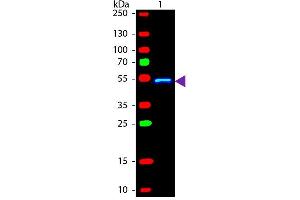 Western blot of Fluorescein conjugated Rabbit Anti-Mouse IgG1 (Gamma 1 chain) secondary antibody. (Rabbit anti-Mouse IgG1 (Heavy Chain) Antibody (FITC) - Preadsorbed)