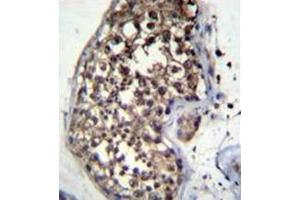 Immunohistochemistry analysis in formalin fixed and paraffin embedded human testis tissue reacted with FBXO15 Antibody (N-term) followed by peroxidase conjugation of the secondary antibody and DAB staining.