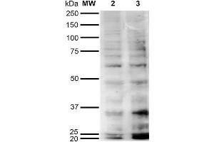 Western Blot analysis of Human Cervical Cancer cell line (HeLa) showing detection of Hexanoyl-Lysine adduct-BSA using Mouse Anti-Hexanoyl-Lysine adduct Monoclonal Antibody, Clone 5E8 . (Hexanoyl-Lysine Adduct (HEL) antibody (Atto 594))