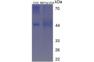Image no. 3 for Chemokine (C-C Motif) Ligand 3 (CCL3) peptide (Ovalbumin) (ABIN5666268) (Chemokine (C-C Motif) Ligand 3 (CCL3) peptide (Ovalbumin))
