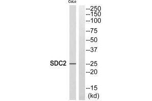 Western blot analysis of extracts from COLO cells, using SDC2 antibody. (Syndecan 2 antibody)